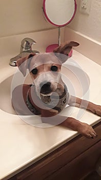 Puppy curious what he is suppose to be doing in this sink