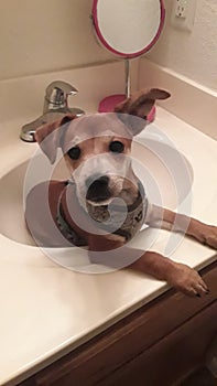 Puppy curious what he is suppose to be doing in this sink photo