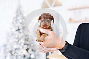 Puppy of dachshund in the hands of its female owner in a festive Christmas interior.