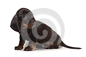 Puppy Dachshund sits and looks sadly at the camera, isolated on a white background