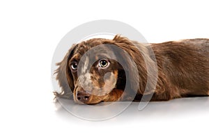 Puppy dachshund on a white background