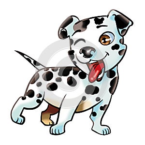 Puppy Dalmatian dog