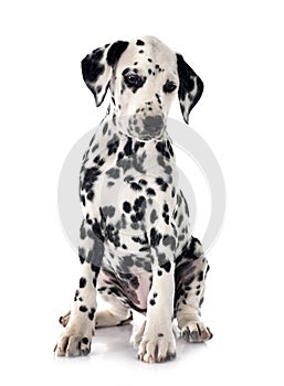 puppy dalmatian in studio