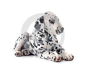 puppy dalmatian in studio