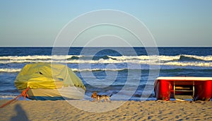 Puppy on deserted beach