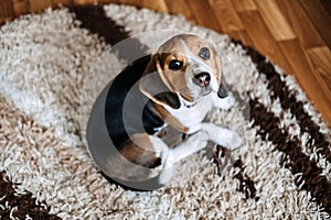 Puppy Diseases, Common Illnesses to Watch for in Puppies. Sick Beagle Puppy is lying on dog bed on the floor. Sad sick