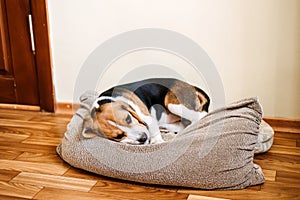 Puppy Diseases, Common Illnesses to Watch for in Puppies. Sick Beagle Puppy is lying on dog bed on the floor. Sad sick