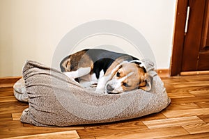 Puppy Diseases, Common Illnesses to Watch for in Puppies. Sick Beagle Puppy is lying on dog bed on the floor. Sad sick