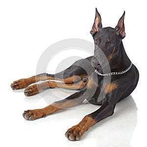 Puppy of doberman laying