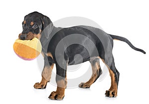 Puppy Doberman Pinscher