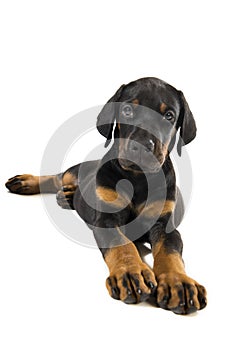 Puppy of doberman pinscher