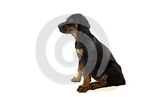 Puppy of doberman pinscher