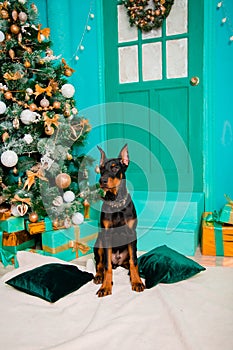 A puppy of Doberman Pinscher breed, black color sits on a white fur rug against the background of a Christmas tree