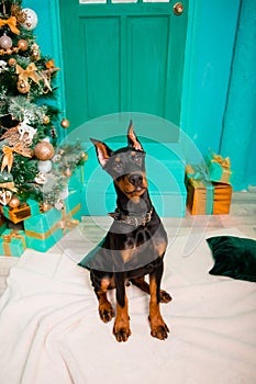 A puppy of Doberman Pinscher breed, black color sits on a white fur rug against the background of a Christmas tree