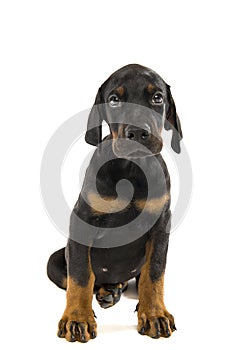Puppy of doberman pinscher photo