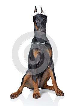 Puppy of doberman sitting