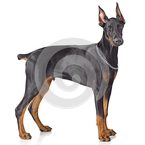 Puppy of doberman standing