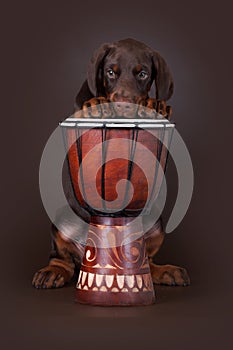 Puppy of Dobermann terrier and drum