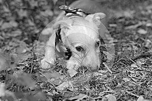 Puppy Dog Adoption Shy Animal Black And White