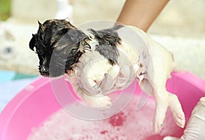 Puppy dog in bath tub