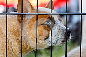 Puppy Dog behind bars