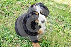 Puppy dog bernese mountain dog in the garden