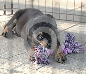 Puppy dog biting a toy inside cage