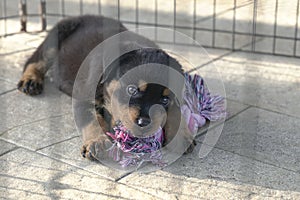 Puppy dog biting a toy inside cage