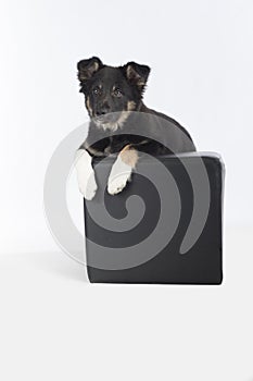 Puppy dog, Border Collie, hanging on pouf, white background