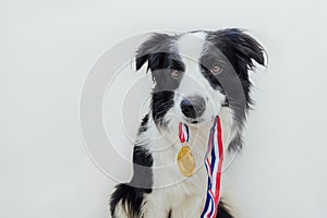 Puppy dog border collie holding winner or champion gold trophy medal in mouth isolated on white background. Winner
