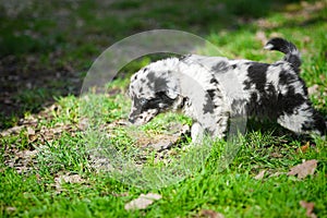 Puppy dog border Collie mixed breed walking in the backyard lawn