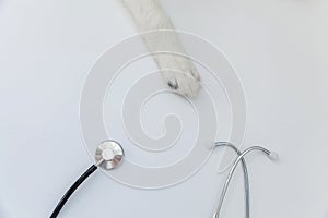 Puppy dog border collie paws and stethoscope isolated on white background. Little dog on reception at veterinary doctor in vet