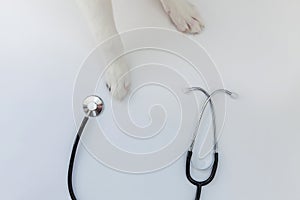 Puppy dog border collie paws and stethoscope isolated on white background. Little dog on reception at veterinary doctor in vet