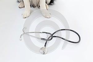 Puppy dog border collie paws and stethoscope isolated on white background. Little dog on reception at veterinary doctor in vet