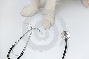 Puppy dog border collie paws and stethoscope isolated on white background. Little dog on reception at veterinary doctor in vet