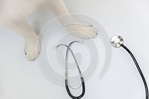 Puppy dog border collie paws and stethoscope  on white background. Little dog on reception at veterinary doctor