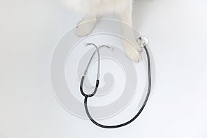 Puppy dog border collie paws and stethoscope  on white background. Little dog on reception at veterinary doctor in vet