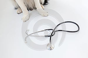 Puppy dog border collie paws and stethoscope  on white background. Little dog on reception at veterinary doctor in vet