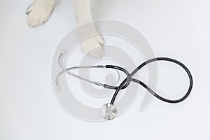 Puppy dog border collie paws and stethoscope  on white background. Little dog on reception at veterinary doctor in vet