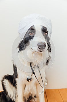 Puppy dog border collie with stethoscope dressed in doctor costume on white wall background indoor. Little dog on