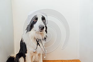 Puppy dog border collie with stethoscope dressed in doctor costume on white wall background indoor. Little dog on reception at