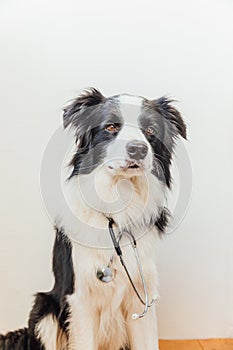 Puppy dog border collie with stethoscope on white wall background indoor. Little dog on reception at veterinary doctor in vet