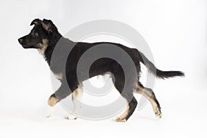 Puppy dog, Border Collie, studio background