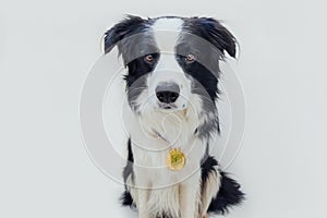 Puppy dog border collie wearing winner or champion gold trophy medal isolated on white background. Winner champion funny