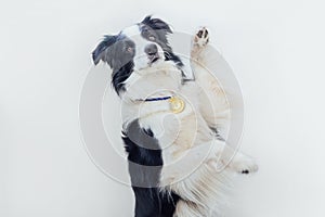 Puppy dog border collie wearing winner or champion gold trophy medal isolated on white background. Winner champion funny