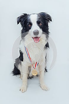Puppy dog border collie wearing winner or champion gold trophy medal isolated on white background. Winner champion funny