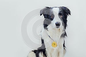 Puppy dog border collie wearing winner or champion gold trophy medal isolated on white background. Winner champion funny