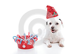 Puppy dog beside bowl of Christmas candycanes