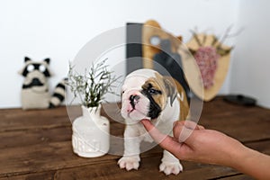 The puppy of a dog of breed of bulldog lies on a brown table. The owner gently touches a finger a puppy