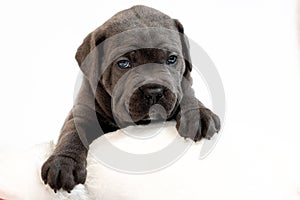 Puppy dog breed Cane Corso, gray wool, lying on a white pillow